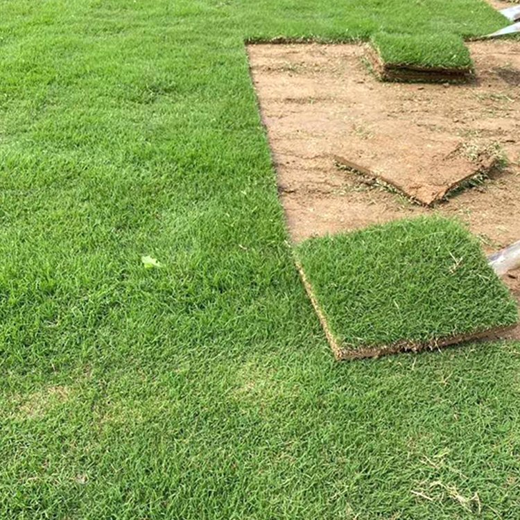 百慕大免修剪耐踐踏草坪公園綠化耐熱耐旱草皮種植基地直發(fā)