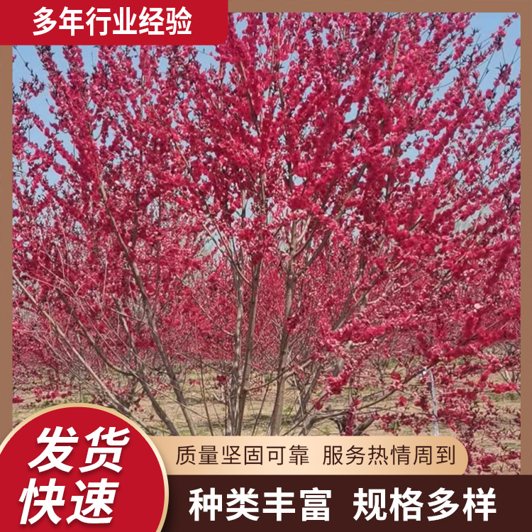 5-6-8-9-10-12-13-14-15-16-18公分綠化紅葉碧桃校園種植觀賞樹(shù)