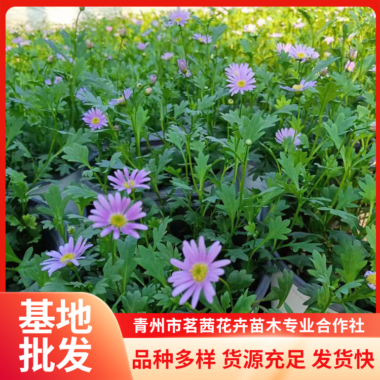 姬小菊批發(fā)基地美化環(huán)境根系發(fā)達(dá)植株旺盛茗茜花卉