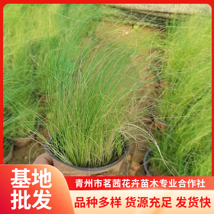 細莖針茅多年生常綠草本植株密集叢生冷季型草茗茜