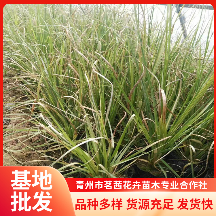 蒲葦種植基地用途廣泛易栽植景觀工程城市綠化栽植