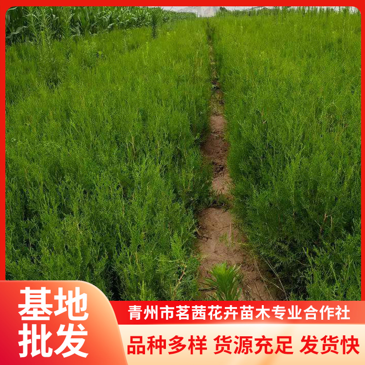 側(cè)柏四季常青樹形美觀茗茜基地種植對土壤要求不嚴(yán)