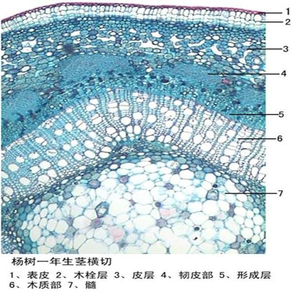 楊樹一年生莖橫切植物類裝片莖及莖的變態(tài)動植物切片顯微鏡用